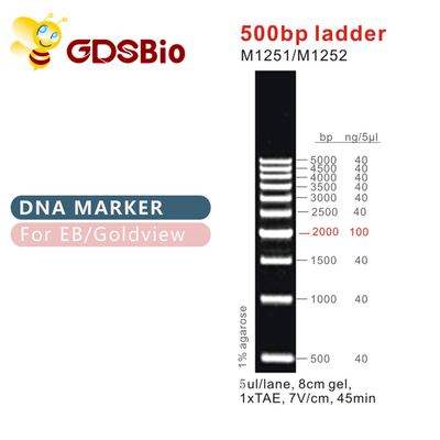 Tangga &amp; Penanda DNA Klasik Tangga 500bp M1251/M1252