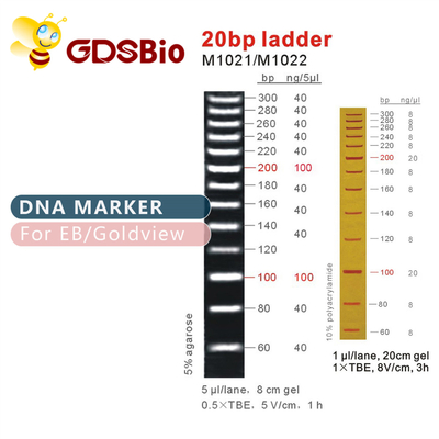 Reagen Kemurnian Tinggi 20bp DNA Marker Ladder Gel Electrophoresis