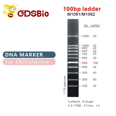 Penanda DNA Tangga 100bp M1061 (50μg)/M1062 (50μg×5)