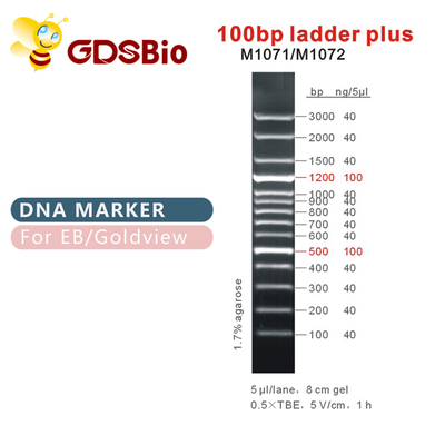 Penanda DNA Ladder Plus 100bp M1071 (50μg)/M1072 (50μg×5)