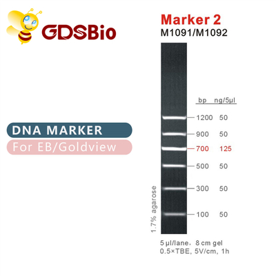 Penanda 2 tangga DNA M1091 ​​(50μg)/M1092 (50μg×5)