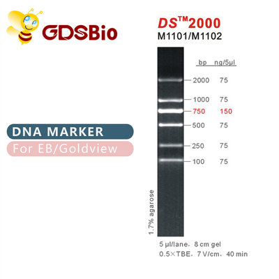 Tangga Penanda DNA DS 2000 M1101 (50μg)/M1012 (50μg×5)