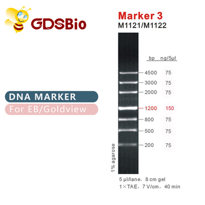 Penanda 3 tangga DNA M1121 (50μg)/M1122 (5×50μg)