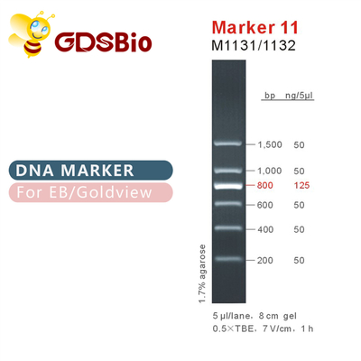 Penanda 11 tangga DNA M1131 (50μg)/M1132 (5×50μg)