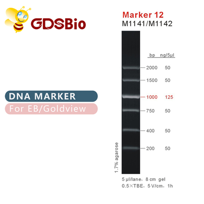 Penanda 12 tangga DNA M1141 (50μg)/M1142 (5×50μg)