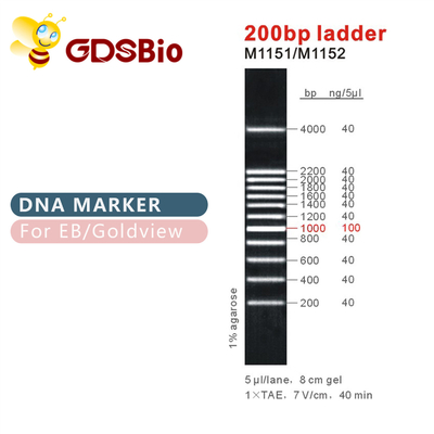 Penanda DNA Tangga 200bp M1151 (50μg)/M1152 (5×50μg)