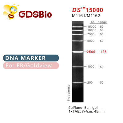 Tangga Penanda DNA DS15000 M1161 (50μg)/M1162 (5×50μg)
