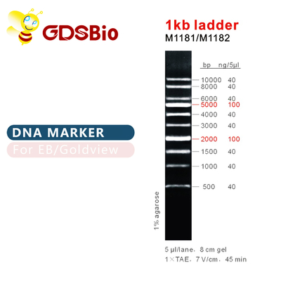 1kb Ladder 1000bp DNA Marker Ladder Gel Elektroforesis