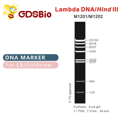 λDNA/Hind Ⅲ Tangga Penanda DNA M1201 (50μg)/M1202 (5×50μg)