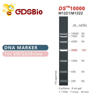 Tangga Penanda DNA DS10000 M1221 (50μg)/M1222 (5×50μg)