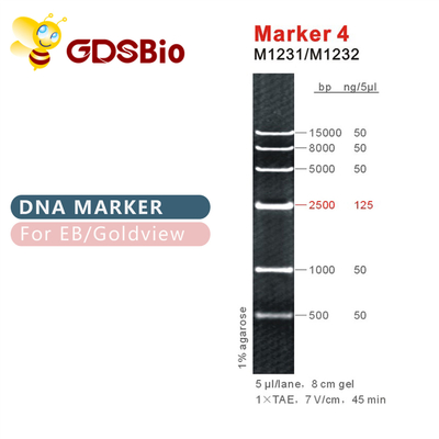 Penanda 4 tangga DNA M1231 (50μg)/M1232 (5×50μg)