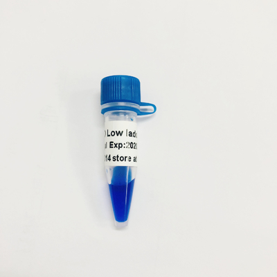 LD Low Ladder DNA Marker LM1031 (60 persiapan)/LM1032 (60 persiapan×3)