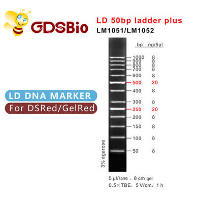 50bp Ladder Plus Elektroforesis Penanda DNA, Elektroforesis Gel Penanda Ukuran DNA