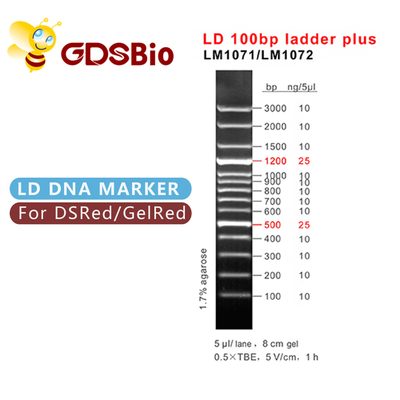 60 Preps LD 100bp Ladder Plus Elektroforesis Penanda DNA