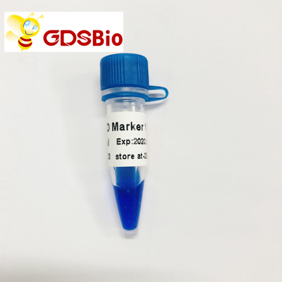 Penampakan Biru LD Marker 1 DNA Marker Electrophoresis