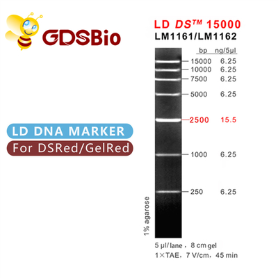 LD DS 15000bp 15kb Tangga Penanda DNA LM1161 (50 persiapan)/LM1162 (50 persiapan×5)