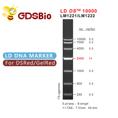 10000bp 10kb DNA Ladder Elektroforesis Reagen Kemurnian Tinggi