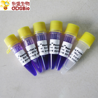 1ml×5 PCR Master Mix HS Kit Untuk Deteksi PCR Asam Nukleat P3082