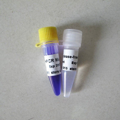 250U PCR Master Mix Optimus Hotstart Taq DNA Polimerase Reagen PCR Spesifisitas Tinggi P1041