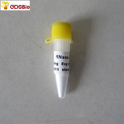 N9046 100 mg Produk Diagnostik In Vitro Serbuk RNase A