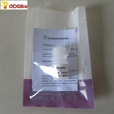 DNase I Powder N9066 1g Produk Diagnostik In Vitro