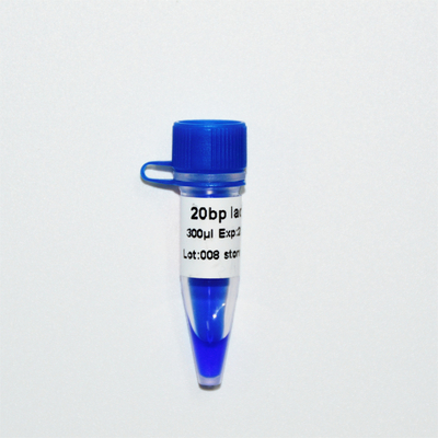 20bp Ladder DNA Marker Electrophoresis Penampilan Biru GDSBio