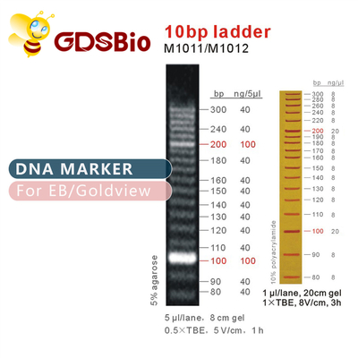 10bp DNA Ladder Gel Elektroforesis Reagen Kemurnian Tinggi