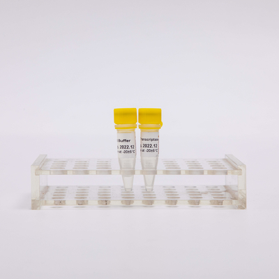 10000U Gold Reverse Transcriptase PCR R3002 Penampilan Tidak Berwarna