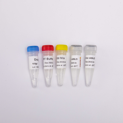 Reagen PCR GDSBio Reverse Transcriptase