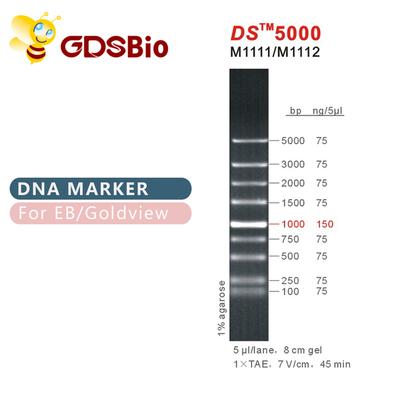 1000bp DS 5000 Penanda Elektroforesis DNA, Tangga DNA Untuk Gel RNA