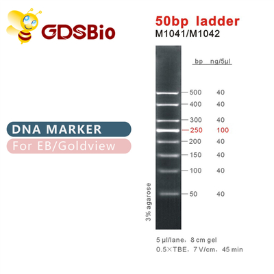 50bp 50ug DNA Marker Elektroforesis Reagen Kemurnian Tinggi
