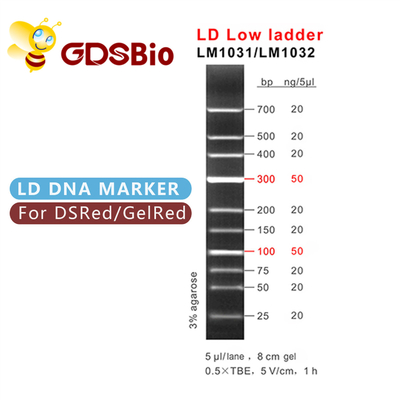 100bp 300bp LD Low Ladder DNA Marker Elektroforesis