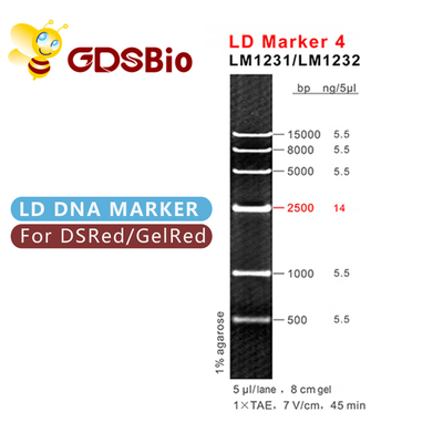 50 Preps GDSBio Penanda Ukuran DNA Gel Elektroforesis Penanda LD 4