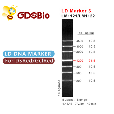 GDSBio LD Marker 3 DNA Marker Elektroforesis 60 Preps