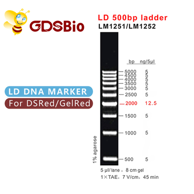 500bp LD DNA Ladder Gel Elektroforesis 60 Persiapan